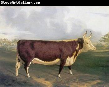unknow artist Cow 145